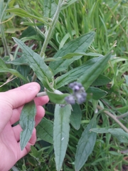 Cynoglossum australe
