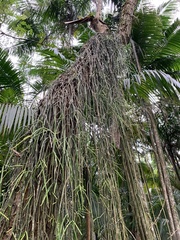 Rhipsalis lindbergiana