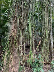 Rhipsalis lindbergiana