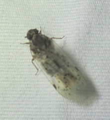 Melanoliarus aridus