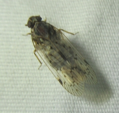 Melanoliarus aridus