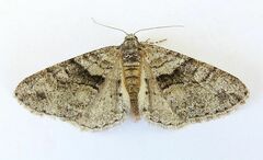 Prionomelia spododea