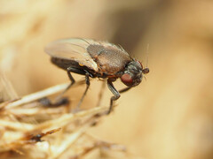 Coproica ferruginata
