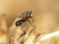 Coproica ferruginata