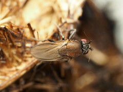 Coproica ferruginata