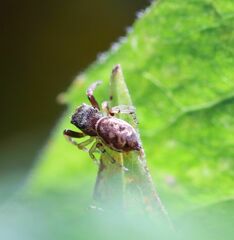 Zygoballus rufipes