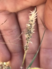 Enneapogon desvauxii