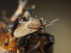 Coproica ferruginata