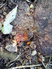 Pardosa pseudoannulata