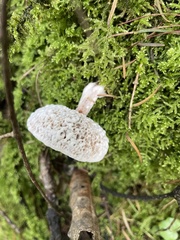 Hypomyces microspermus