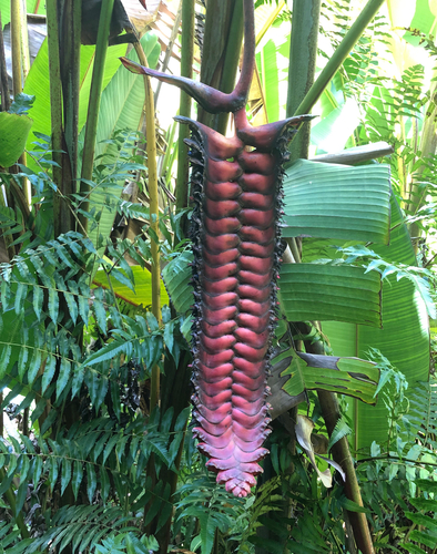 Image of Heliconia mariae by no rights reserved