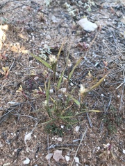 Enneapogon desvauxii