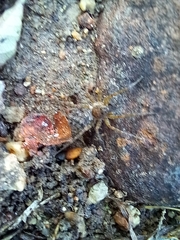 Pardosa pseudoannulata