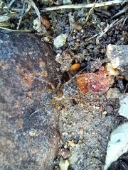 Pardosa pseudoannulata