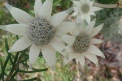 Actinotus helianthi