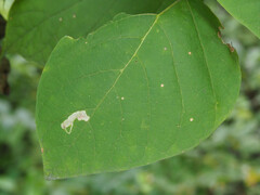 Amauromyza pleuralis