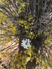 Dimorphocarpa wislizeni