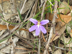 Scaevola ramosissima