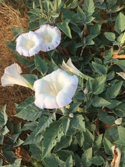 Datura wrightii
