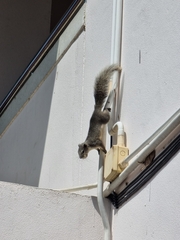 Callosciurus finlaysonii