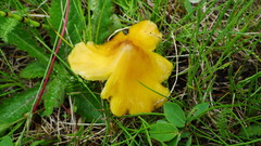 Hygrocybe acutoconica