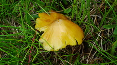 Hygrocybe acutoconica