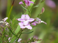 Coopernookia barbata