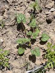 Erodium texanum