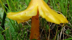 Hygrocybe acutoconica