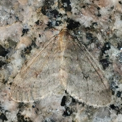 Operophtera fagata