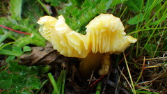 Hygrocybe acutoconica