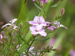 Coopernookia barbata