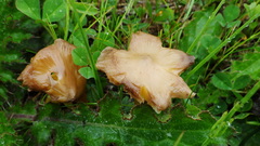 Hygrocybe acutoconica
