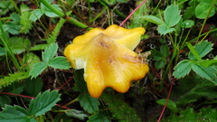 Hygrocybe acutoconica