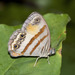 Mariposa Sátira de Borde Dorado - Photo (c) Bill Bouton, algunos derechos reservados (CC BY-NC)