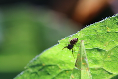 Zygoballus rufipes