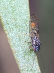 Acizzia acaciae