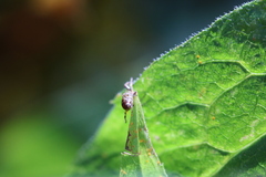 Zygoballus rufipes
