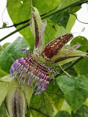 Passiflora serrulata