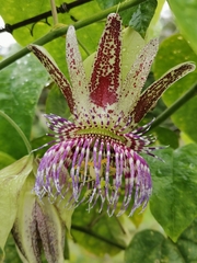 Passiflora serrulata