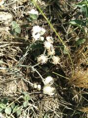 Senecio viravira