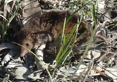 Antechinus