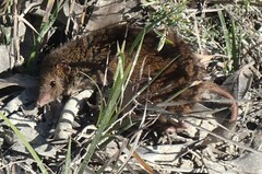 Antechinus