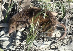 Antechinus
