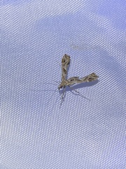 Lineodes