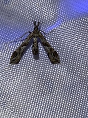 Lineodes