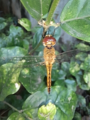 Pantala flavescens