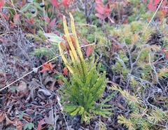 Dendrolycopodium hickeyi