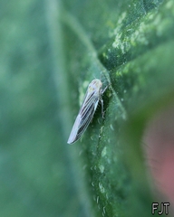 Cicadellidae