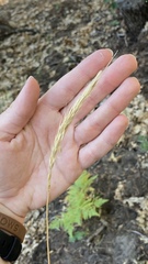 Elymus glaucus